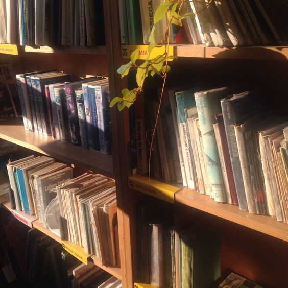 Image of a bookshelf under golden sunlight with several books lined up on it, along with a single vine of leaves coming in from the top.