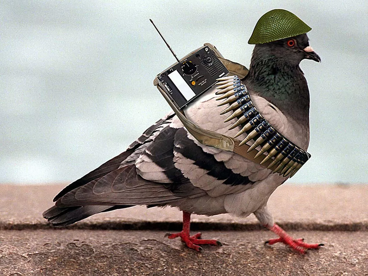 Pigeons with a radio on its back