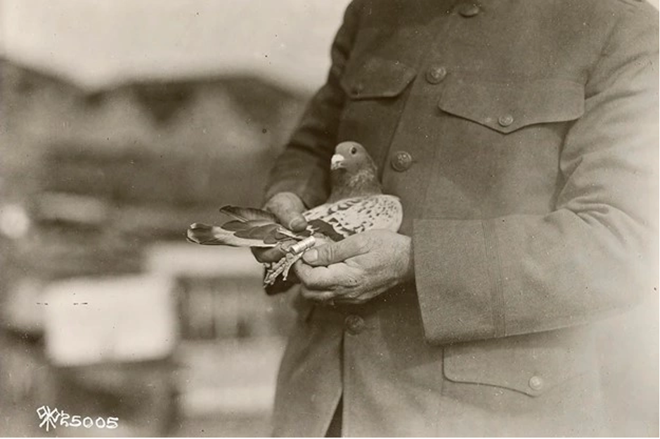 Guy holding pigeon with care