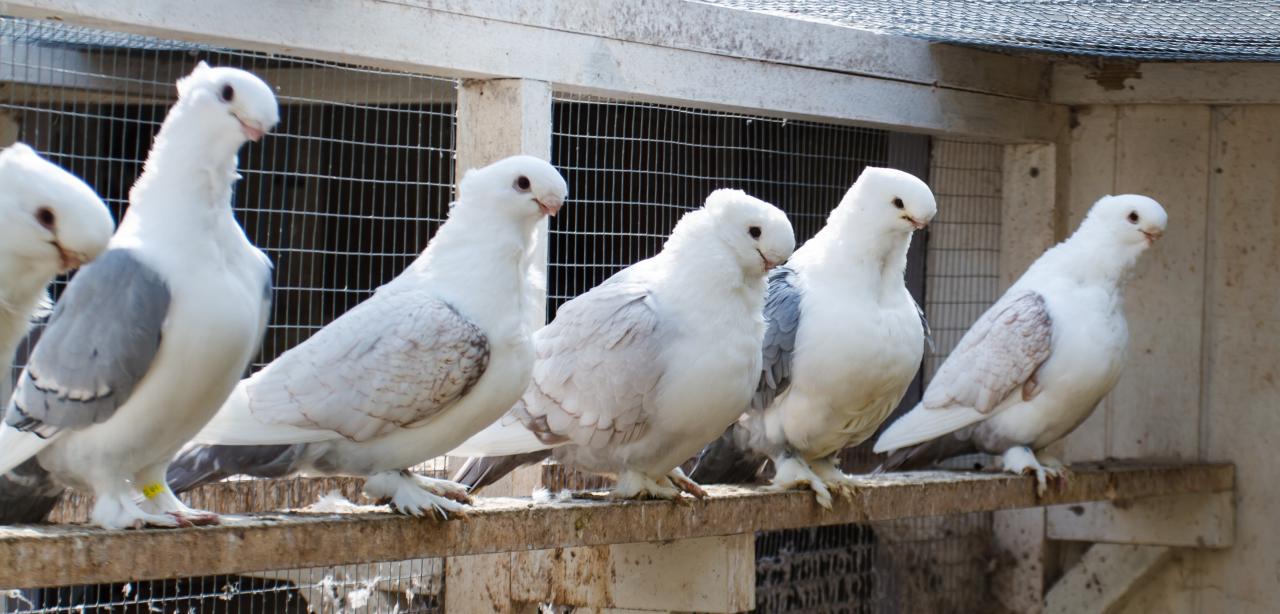6 Menacing Pigeons